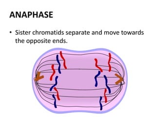 ANAPHASE
• Sister chromatids separate and move towards
the opposite ends.
 