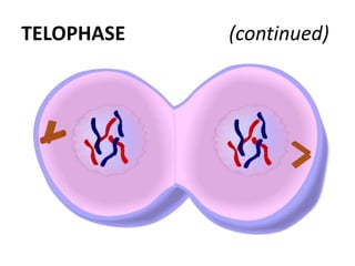 TELOPHASE (continued)
 