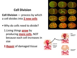 Cell Division
Cell Division — process by which
a cell divides into 2 new cells
• Why do cells need to divide?
1.Living things grow by
producing more cells, NOT
because each cell increases in
size
2.Repair of damaged tissue
 