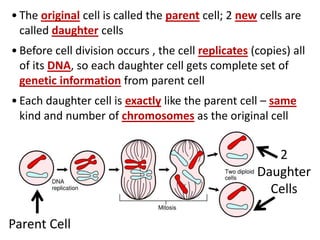 • The original cell is called the parent cell; 2 new cells are
called daughter cells
• Before cell division occurs , the cell replicates (copies) all
of its DNA, so each daughter cell gets complete set of
genetic information from parent cell
• Each daughter cell is exactly like the parent cell – same
kind and number of chromosomes as the original cell
Parent Cell
2
Daughter
Cells
 