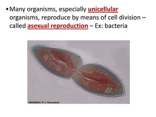 •Many organisms, especially unicellular
organisms, reproduce by means of cell division –
called asexual reproduction – Ex: bacteria
 