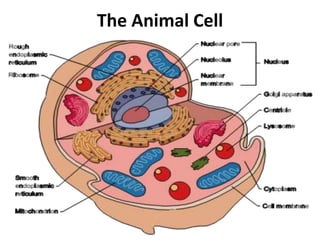 The Animal Cell
 