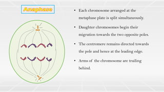 • Each chromosome arranged at the
metaphase plate is split simultaneously.
• Daughter chromosomes begin their
migration towards the two opposite poles.
• The centromere remains directed towards
the pole and hence at the leading edge.
• Arms of the chromosome are trailing
behind.
 