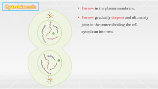 • Furrow in the plasma membrane.
• Furrow gradually deepens and ultimately
joins in the centre dividing the cell
cytoplasm into two.
 