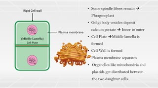 Cell Plate
Rigid Cell wall
Plasma membrane
(Middle Lamella)
• Some spindle fibres remain →
Phragmoplast
• Golgi body vesicles deposit
calcium pectate → Inner to outer
• Cell Plate →Middle lamella is
formed
• Cell Wall is formed
• Plasma membrane separates
• Organelles like mitochondria and
plastids get distributed between
the two daughter cells.
 