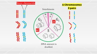 G1
S
G2
6 Chromosomes
3 pairs
Sister chromatids
2C
4C
DNA amount is
doubled.
Interkinesis
 