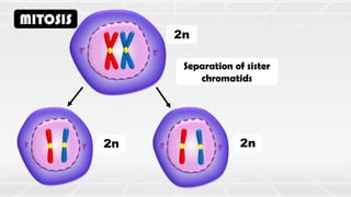 MITOSIS
Separation of sister
chromatids
2n
2n 2n
 