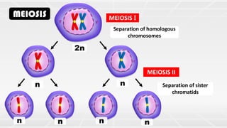 MEIOSIS MEIOSIS I
MEIOSIS II
Separation of homologous
chromosomes
Separation of sister
chromatids
n n
2n
n n n
n
 