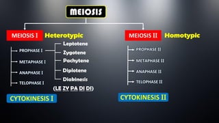 MEIOSIS
MEIOSIS I MEIOSIS II
PROPHASE I
METAPHASE I
ANAPHASE I
TELOPHASE I
PROPHASE II
METAPHASE II
ANAPHASE II
TELOPHASE II
Leptotene
Zygotene
Pachytene
Diplotene
Diakinesis
CYTOKINESIS I CYTOKINESIS II
(LE ZY PA DI DI)
Heterotypic Homotypic
 