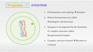 1. Chromosomes start pairing → Synapsis
2. Paired chromosomes are called
Homologous chromosomes
3. Synapsis is accompanied by the formation
of complex structure called
Synaptonemal Complex.
4. Complex structure formed → Bivalent or
a Tetrad
 