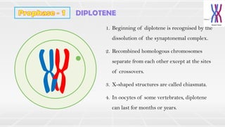 1. Beginning of diplotene is recognised by the
dissolution of the synaptonemal complex.
2. Recombined homologous chromosomes
separate from each other except at the sites
of crossovers.
3. X-shaped structures are called chiasmata.
4. In oocytes of some vertebrates, diplotene
can last for months or years.
 