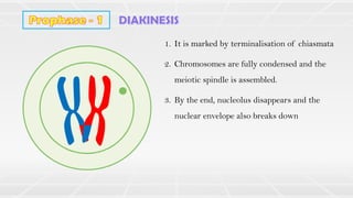 1. It is marked by terminalisation of chiasmata
2. Chromosomes are fully condensed and the
meiotic spindle is assembled.
3. By the end, nucleolus disappears and the
nuclear envelope also breaks down
 