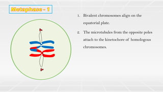 1. Bivalent chromosomes align on the
equatorial plate.
2. The microtubules from the opposite poles
attach to the kinetochore of homologous
chromosomes.
 