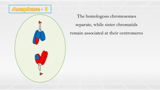 The homologous chromosomes
separate, while sister chromatids
remain associated at their centromeres
 