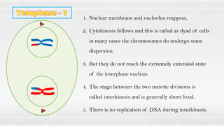 1. Nuclear membrane and nucleolus reappear,
2. Cytokinesis follows and this is called as dyad of cells
in many cases the chromosomes do undergo some
dispersion,
3. But they do not reach the extremely extended state
of the interphase nucleus.
4. The stage between the two meiotic divisions is
called interkinesis and is generally short lived.
5. There is no replication of DNA during interkinesis.
 