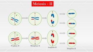 Meiosis - II
Prophase II Metaphase II
Anaphase II
Telophase II
 