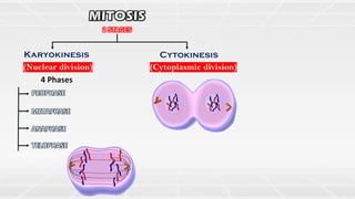 2 STAGES
Karyokinesis Cytokinesis
(Nuclear division) (Cytoplasmic division)
4 Phases
PROPHASE
METAPHASE
ANAPHASE
TELOPHASE
 