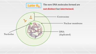 Centrosome
Nuclear membrane
Nucleolus
DNA
(duplicated)
The new DNA molecules formed are
not distinct but intertwined.
 