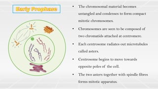 • The chromosomal material becomes
untangled and condenses to form compact
mitotic chromosomes.
• Chromosomes are seen to be composed of
two chromatids attached at centromere.
• Each centrosome radiates out microtubules
called asters.
• Centrosome begins to move towards
opposite poles of the cell.
• The two asters together with spindle fibres
forms mitotic apparatus.
 