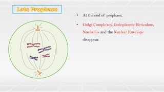 • At the end of prophase,
• Golgi Complexes, Endoplasmic Reticulum,
Nucleolus and the Nuclear Envelope
disappear.
 