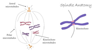 Spindle Anatomy
Kinetochore
Astral
microtubules
Polar
microtubules
Kinetochore
microtubules
 