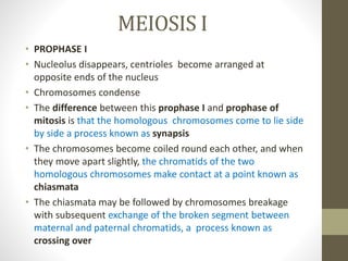 MEIOSIS I
• PROPHASE I
• Nucleolus disappears, centrioles become arranged at
opposite ends of the nucleus
• Chromosomes condense
• The difference between this prophase I and prophase of
mitosis is that the homologous chromosomes come to lie side
by side a process known as synapsis
• The chromosomes become coiled round each other, and when
they move apart slightly, the chromatids of the two
homologous chromosomes make contact at a point known as
chiasmata
• The chiasmata may be followed by chromosomes breakage
with subsequent exchange of the broken segment between
maternal and paternal chromatids, a process known as
crossing over
 