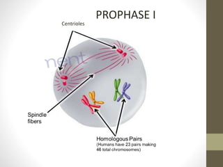 Centrioles
PROPHASE I
 