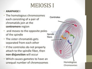 MEIOSIS I
• ANAPHASE I
• The homologous chromosomes
each consisting of a pair of
chromatids join at the
centromere region
• and moves to the opposite poles
of the spindle
• The sister chromatids gets
separated from each other
• If the centrioles do not properly
attach to the spindle fiber, then
non disjunction will occur
• Which causes gametes to have an
unequal number of chromosomes
Centrioles
Spindle
fibers
Homologous
Chromosomes
 