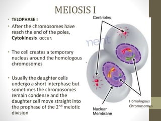 MEIOSIS I
• TELOPHASE I
• After the chromosomes have
reach the end of the poles,
Cytokinesis occur.
• The cell creates a temporary
nucleus around the homologous
chromosomes
• Usually the daughter cells
undergo a short interphase but
sometimes the chromosomes
remain condense and the
daughter cell move straight into
the prophase of the 2nd meiotic
division
Centrioles
Homologous
Chromosomes
Nuclear
Membrane
 