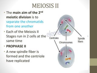 MEIOSIS II
• The main aim of the 2nd
meiotic division is to
separate the chromatids
from one another
• Each of the Meiosis II
Stages run in 2 cells at the
same time
• PROPHASE II
• A new spindle fiber is
formed and the centriole
have replicated
 