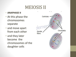 MEIOSIS II
• ANAPHASE II
• At this phase the
chromosomes
separate
• and move apart
from each other
• and they later
become the
chromosomes of the
daughter cells
 