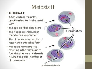Meiosis II
• TELOPHASE II
• After reaching the poles,
cytokinesis occur in the usual
way
• The spindle fiber disappears
• The nucleolus and nuclear
membrane are reformed
• The chromosomes uncoil and
regain their threadlike form
• Meiosis is now complete
resulting in the formation of
four daughter cells with each
having haploid (n) number of
chromosomes
Nuclear membrane
 