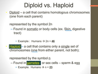 Diploid vs. Haploid
• Diploid – a cell that contains homologous chromosomes
(one from each parent)
represented by the symbol 2n
– Found in somatic or body cells (ex. Skin, digestive
tract)
• Example : Humans  2n = 46
• Haploid – a cell that contains only a single set of
chromosomes (one from either parent, not both);
represented by the symbol n
– Found in gametes or sex cells – sperm & egg
• Example: Humans  n = 23
 