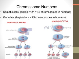 Chromosome Numbers
• Somatic cells: (diploid = 2n = 46 chromosomes in humans)
• Gametes: (haploid = n = 23 chromosomes in humans)
MAKING OF SPERM
MAKING OF EGG
 