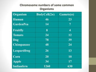 Chromosome numbers of some common
Organisms
 