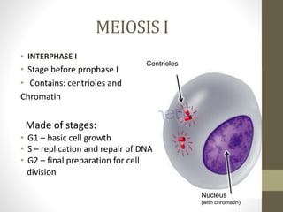 MEIOSIS I
• INTERPHASE I
• Stage before prophase I
• Contains: centrioles and
Chromatin
Made of stages:
• G1 – basic cell growth
• S – replication and repair of DNA
• G2 – final preparation for cell
division
Centrioles
Nucleus
(with chromatin)
 