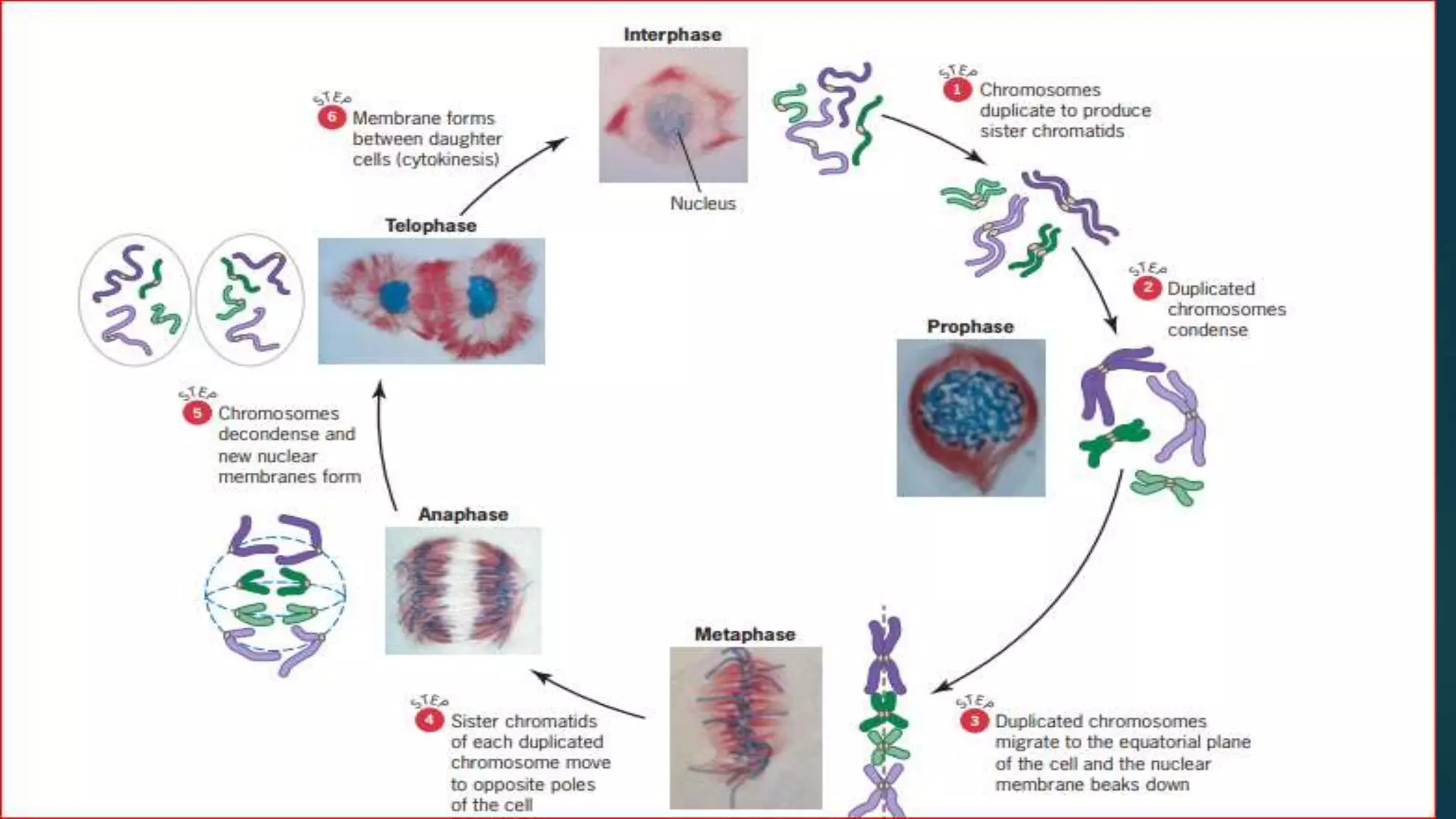 Cell division -Mitosis and Meiosis | PPTX