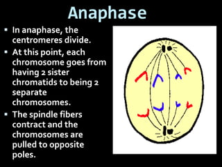 Anaphase
 In anaphase, the
centromeres divide.
 At this point, each
chromosome goes from
having 2 sister
chromatids to being 2
separate
chromosomes.
 The spindle fibers
contract and the
chromosomes are
pulled to opposite
poles.
 