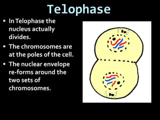 Telophase
 InTelophase the
nucleus actually
divides.
 The chromosomes are
at the poles of the cell.
 The nuclear envelope
re-forms around the
two sets of
chromosomes.
 