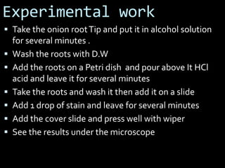 Experimental work
 Take the onion rootTip and put it in alcohol solution
for several minutes .
 Wash the roots with D.W
 Add the roots on a Petri dish and pour above It HCl
acid and leave it for several minutes
 Take the roots and wash it then add it on a slide
 Add 1 drop of stain and leave for several minutes
 Add the cover slide and press well with wiper
 See the results under the microscope
 
