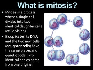 What is mitosis?
 Mitosis is a process
where a single cell
divides into two
identical daughter cells
(cell division).
 It duplicates its DNA
and the two new cells
(daughter cells) have
the same pieces and
genetic code.Two
identical copies come
from one original
 