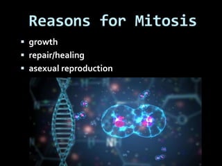 Reasons for Mitosis
 growth
 repair/healing
 asexual reproduction
 