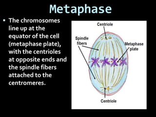 Metaphase
 The chromosomes
line up at the
equator of the cell
(metaphase plate),
with the centrioles
at opposite ends and
the spindle fibers
attached to the
centromeres.
 