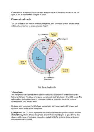 Cell division | PDF
