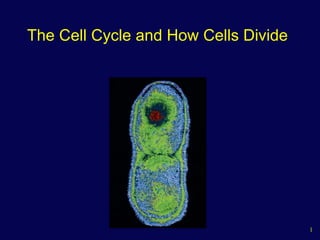 1
The Cell Cycle and How Cells Divide
 