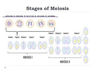 Stages of Meiosis
 