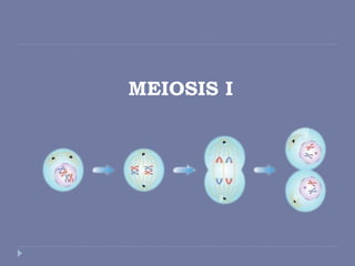 MEIOSIS I
 