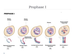 Prophase I
 