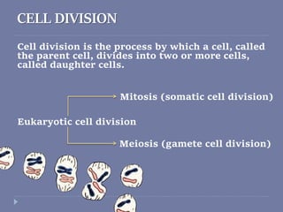 Cell division is the process by which a cell, called
the parent cell, divides into two or more cells,
called daughter cells.
Eukaryotic cell division
CELL DIVISION
Mitosis (somatic cell division)
Meiosis (gamete cell division)
 