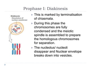 Prophase I: Diakinesis
 This is marked by terminalisation
of chiasmata.
 During this phase the
chromosomes are fully
condensed and the meiotic
spindle is assembled to prepare
the homologous chromosomes
for separation.
 The nucleolus/ nucleoli
disappear and Nuclear envelope
breaks down into vesicles.
 